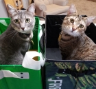 Why Buy Expensive Cat Toys, When Cats Are Content with Bags and Boxes?