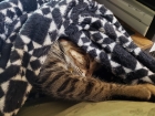 Cat Snuggles Round #386
