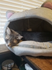 New Kitty Bed